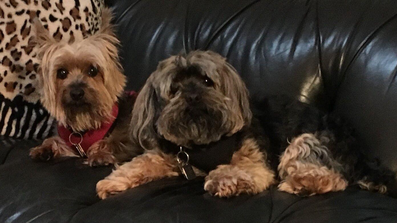 Even family pets can show their love through Goodfellows donations